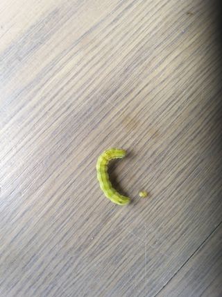 초보굴백이님의 참깨 · 자유게시판 작성글 사진