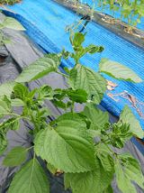 팜모닝 들깨·영농일지 게시글 이미지