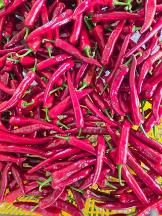 바람이런가님의 고추 · 영농일지 작성글 사진