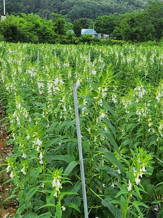 농부지기님의 참깨 · 영농일지 작성글 사진