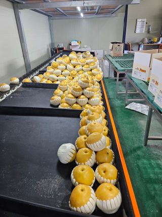 경길중님의 배 · 영농일지 작성글 사진