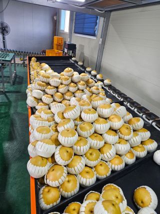 경길중님의 배 · 영농일지 작성글 사진