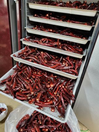 청양 산골꾸찌뽕 님의 🌧️7월 내 작물 자랑하기 · 참여글 작성글 사진