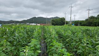 송정님의 자유주제 · 사진전 작성글 사진