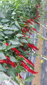 팜모닝 고추·영농일지 게시글 이미지