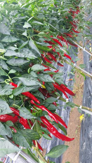 오혜영님의 고추 · 영농일지 작성글 사진