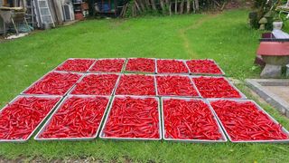 오혜영님의 고추 · 영농일지 작성글 사진