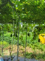 팜모닝 기타작물·영농일지 게시글 이미지