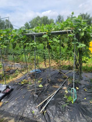 스카이2님의 기타작물 · 영농일지 작성글 사진