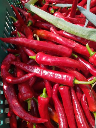 김건호님의 고추 · 영농일지 작성글 사진