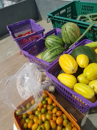 김건호님의 고추 · 영농일지 작성글 사진