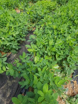 김건호님의 고추 · 영농일지 작성글 사진