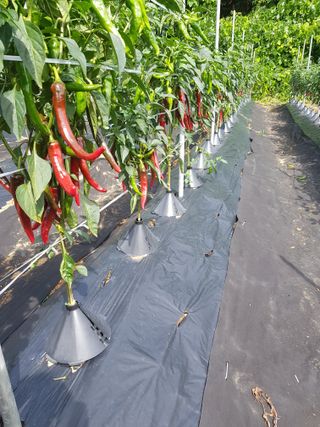 김건호님의 고추 · 영농일지 작성글 사진