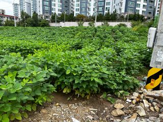 박현희님의 콩 · 영농일지 작성글 사진