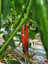 팜모닝 농사, 무엇이든 물어보세요!·참여글 게시글 이미지