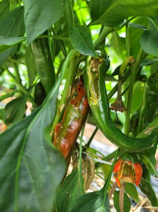 미날기미(김원영)님의 농사, 무엇이든 물어보세요! · 참여글 작성글 사진