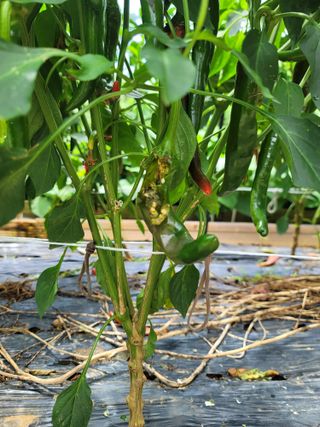 미날기미(김원영)님의 농사, 무엇이든 물어보세요! · 참여글 작성글 사진