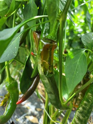 미날기미(김원영)님의 농사, 무엇이든 물어보세요! · 참여글 작성글 사진