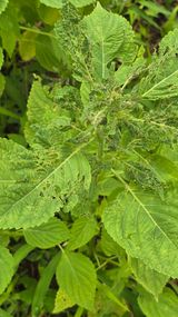 팜모닝 들깨·병해충상담 게시글 이미지