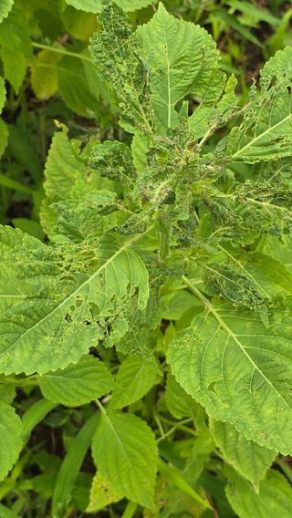 강명경님의 들깨 · 병해충상담 작성글 사진