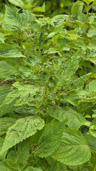 강명경님의 들깨 · 병해충상담 작성글 사진