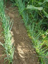 팜모닝 파·영농일지 게시글 이미지