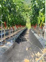 팜모닝 고추·영농일지 게시글 이미지