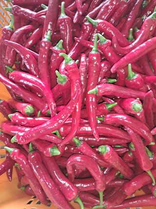 리포님의 고추 · 영농일지 작성글 사진