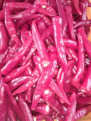 리포님의 고추 · 영농일지 작성글 사진