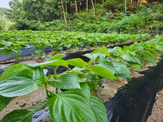 감7768님의 자유주제 · 자유게시판 작성글 사진