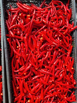 노고단님의 고추 · 영농일지 작성글 사진