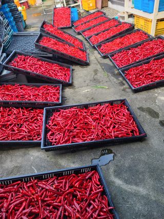 노고단님의 고추 · 영농일지 작성글 사진