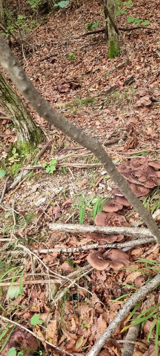 대야산촌놈님의 자유주제 · 자유게시판 작성글 사진