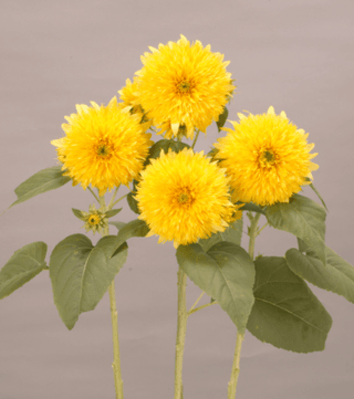 사랑꽃농장님의 자유주제 · 자유게시판 작성글 사진