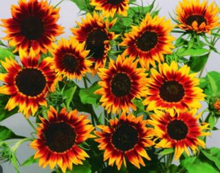 사랑꽃농장님의 자유주제 · 자유게시판 작성글 사진