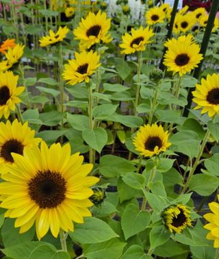 사랑꽃농장님의 자유주제 · 자유게시판 작성글 사진