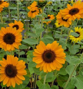 사랑꽃농장님의 자유주제 · 자유게시판 작성글 사진