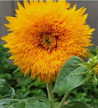 사랑꽃농장님의 자유주제 · 자유게시판 작성글 사진