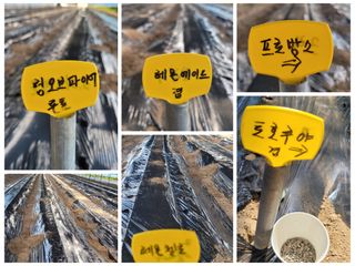 사랑꽃농장님의 자유주제 · 자유게시판 작성글 사진