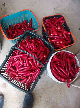 덕촌님의 고추 · 영농일지 작성글 사진