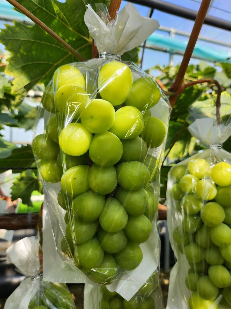 장터 상품 [샤인머스캣2kg] 썸네일