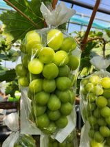 팜모닝 · 게시글 이미지