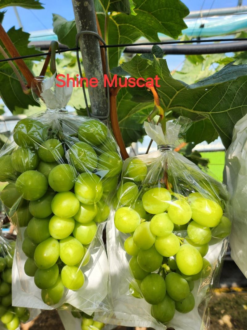 복숭아님의 장터 판매 상품 [샤인머스캣2kg] 첨부 사진