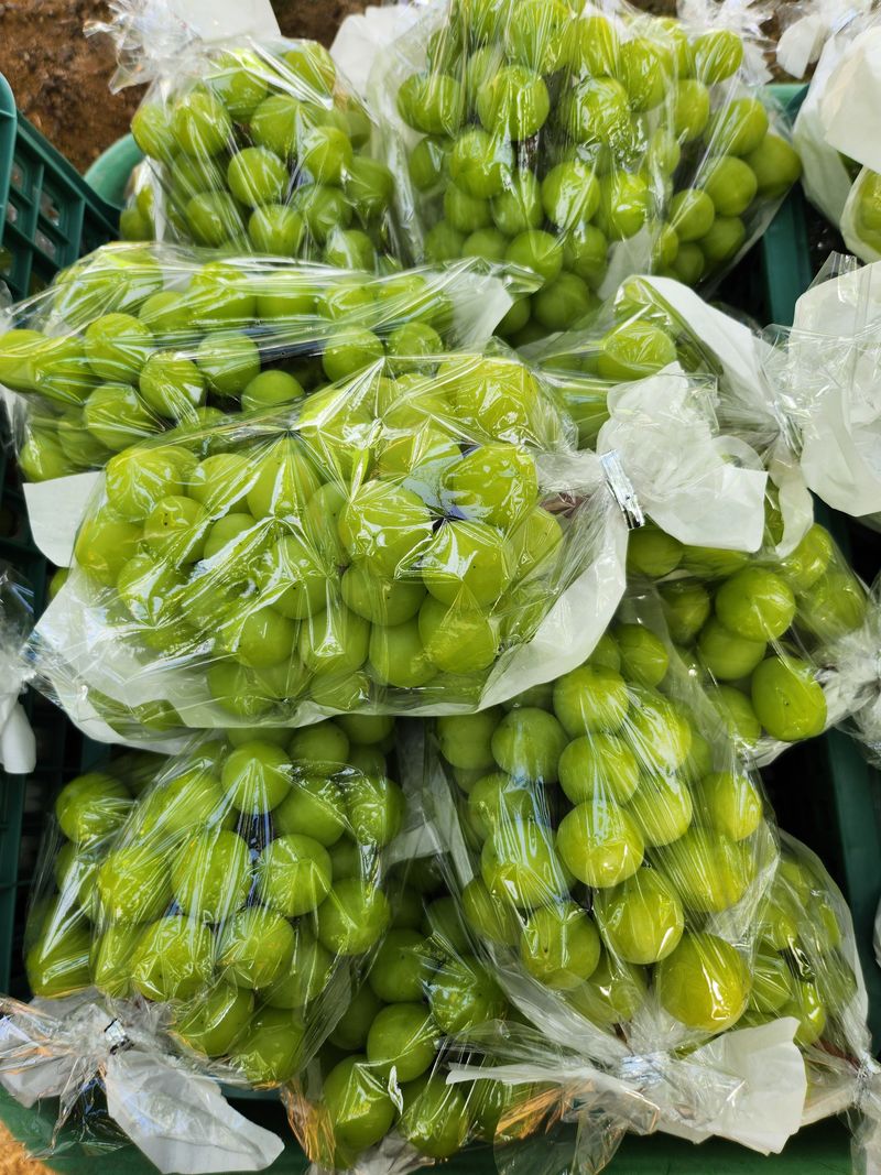 복숭아님의 장터 판매 상품 [샤인머스캣2kg] 첨부 사진