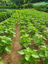 팜모닝 들깨·영농일지 게시글 이미지