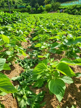 정금천님의 들깨 · 영농일지 작성글 사진