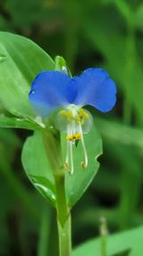 팜모닝 오이·병해충상담 게시글 이미지