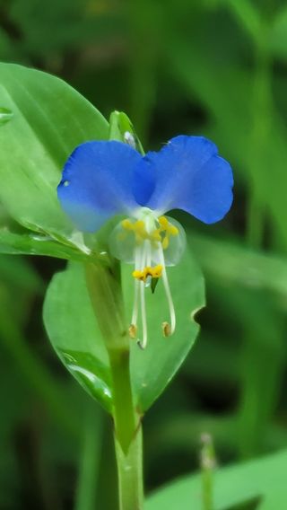 막달라님의 오이 · 병해충상담 작성글 사진