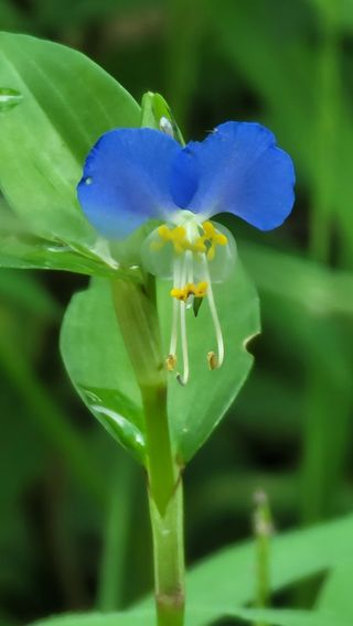 막달라님의 오이 · 병해충상담 작성글 사진