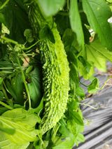 팜모닝 기타작물·영농일지 게시글 이미지